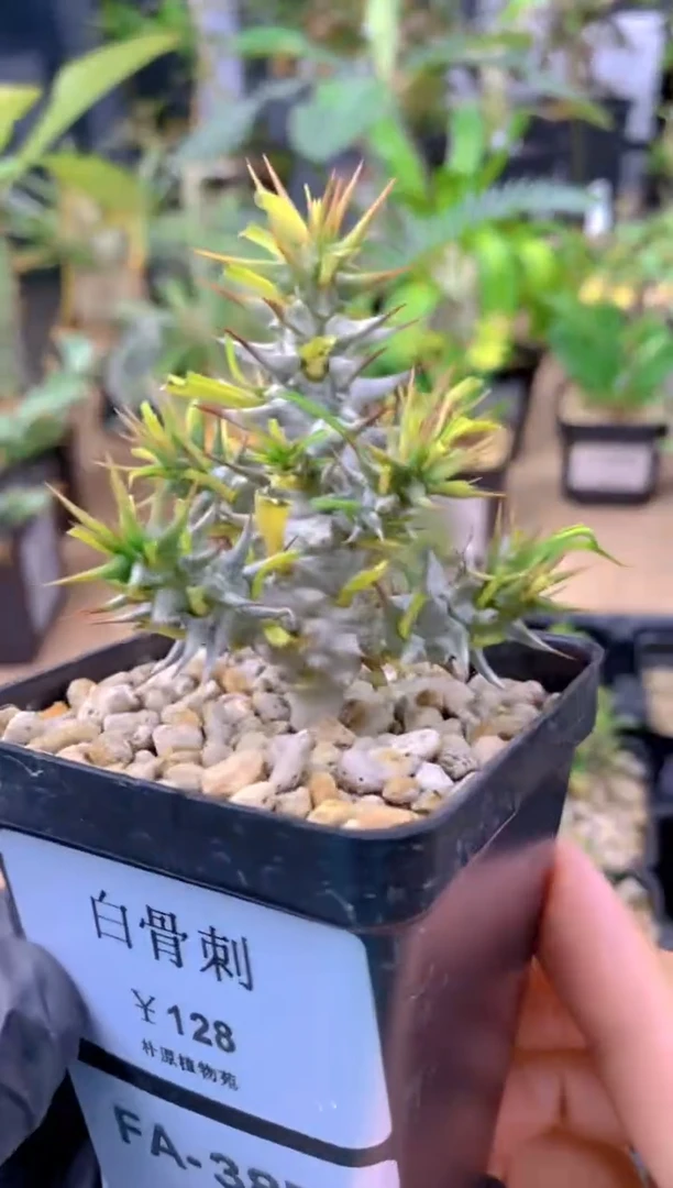 【闪购商品】白骨刺FA-387