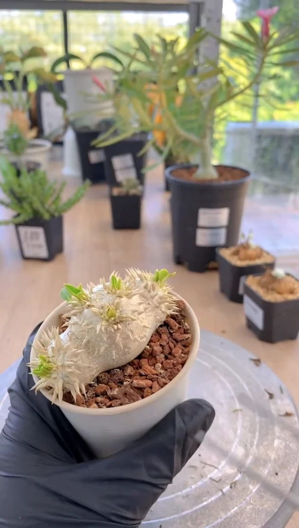 【闪购商品】惠比须笑K-08