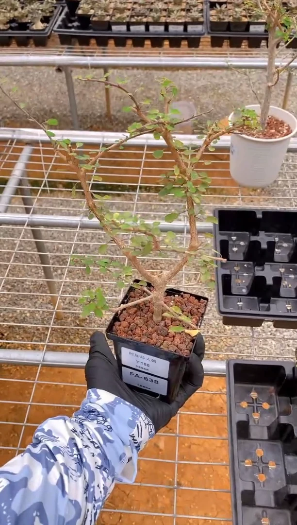 【闪购商品】阿加莎大戟FA-638