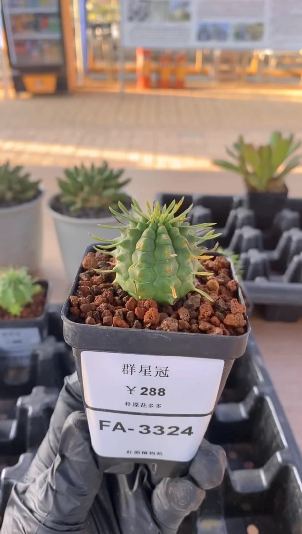 【闪购商品】群星冠FA-3324