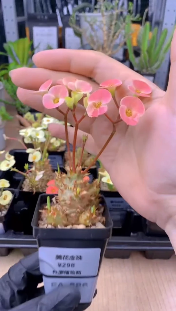 【闪购商品】美花念珠FA-586