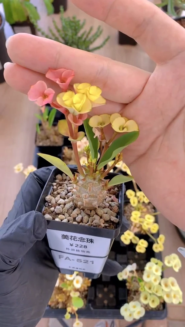 【闪购商品】美花念珠FA-521
