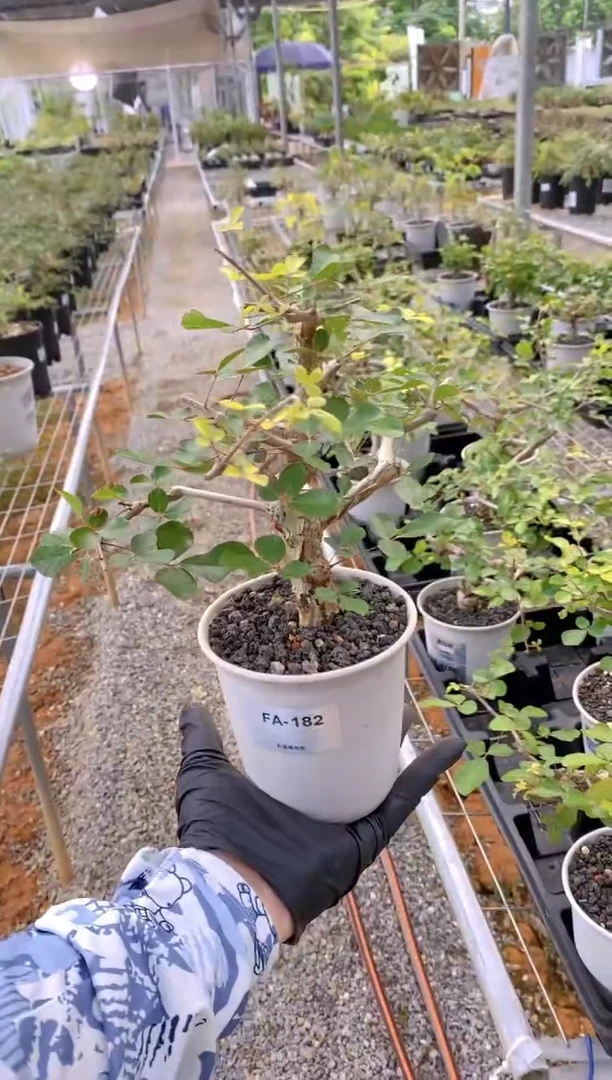 【闪购商品】奥比克没药FA-182