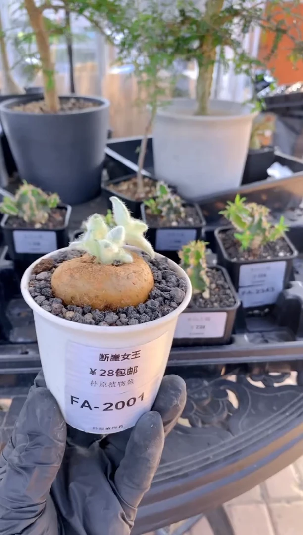 【闪购商品】断崖女王FA-2001