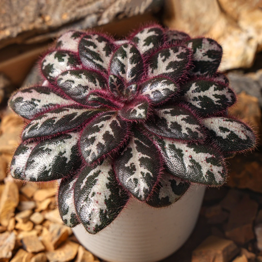 【朴原】红毛中越报春苣苔Primulina sinovietnamica 绿植