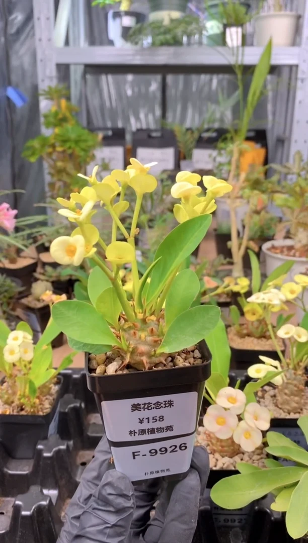 【闪购商品】美花念珠F-9926