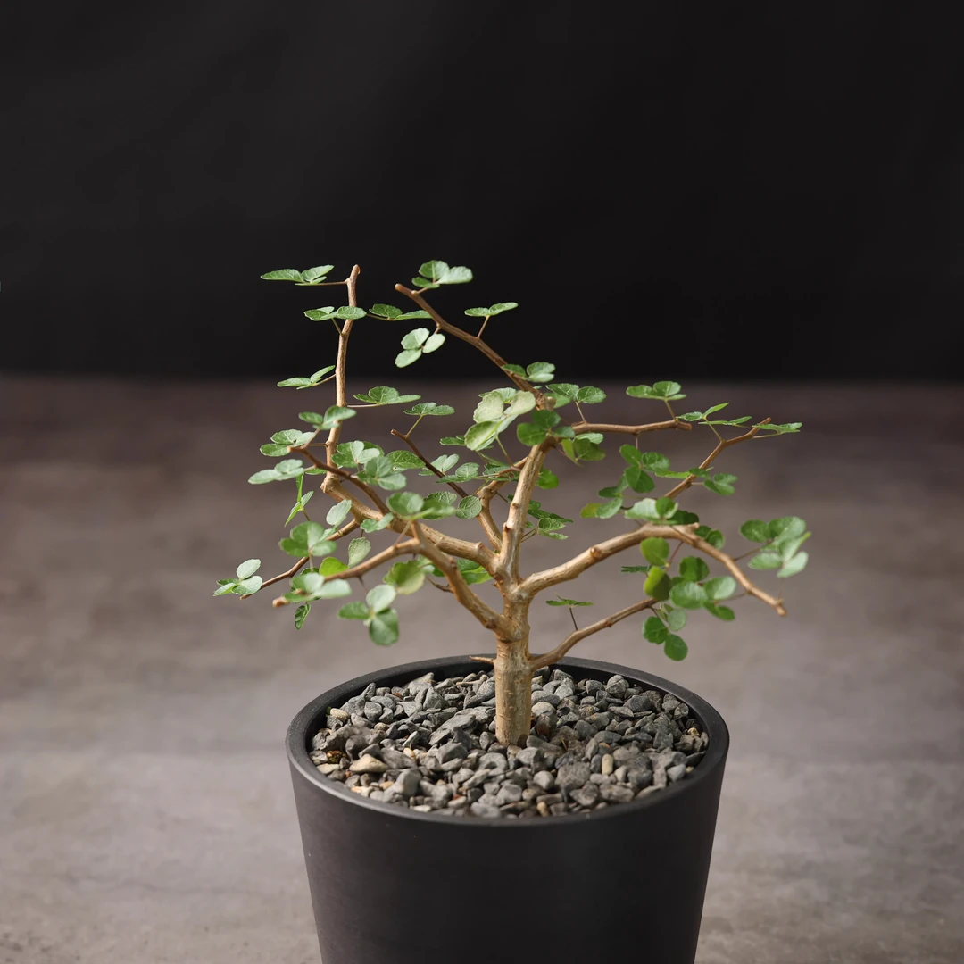 朴原珍奇块根 波叶没药 Commiphora sinuata