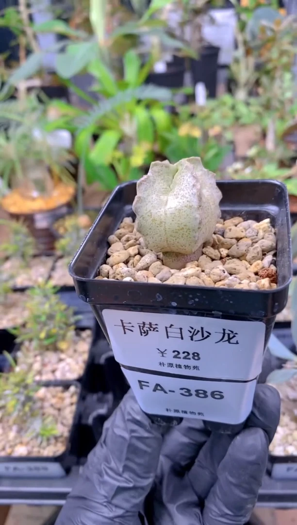 【闪购商品】卡萨白沙龙FA-386