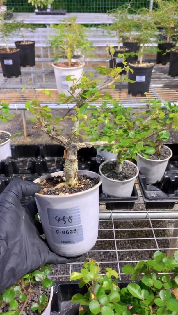 【闪购商品】奥比克没药F-6625