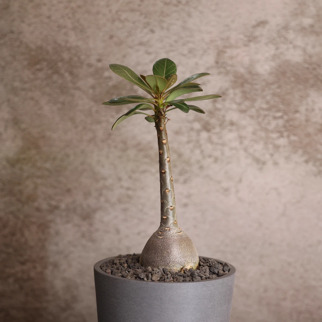 朴原植物苑专用 索科特拉沙漠玫瑰 Adenium socotranum