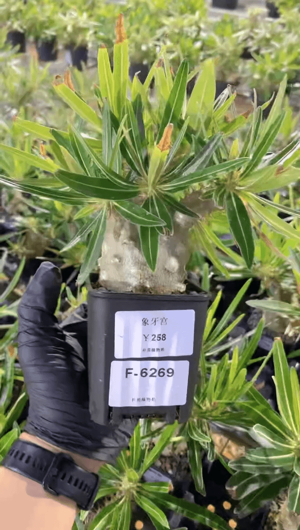 【闪购商品】象牙宫F-6269