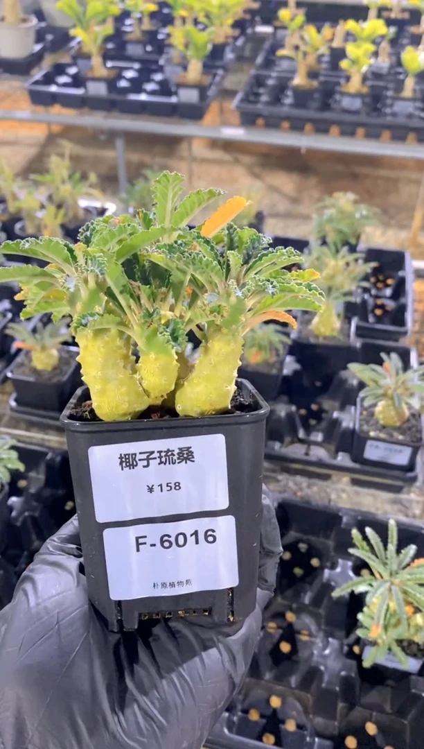 【闪购商品】椰子琉桑F-6016