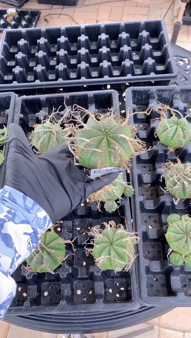 【闪购商品】法丽达FA-3879