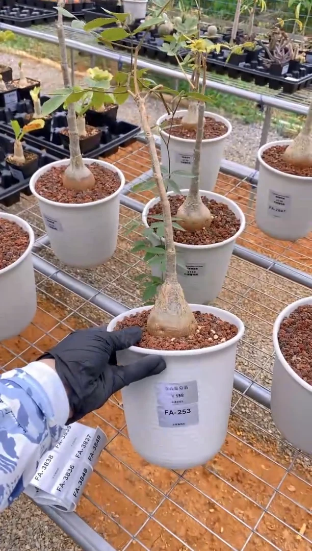 【闪购商品】垂直葡萄翁FA-253