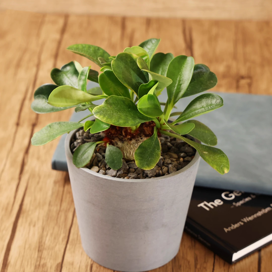 朴原珍奇块根 象鼻大戟/拉梅纳大戟 Euphorbia ramena