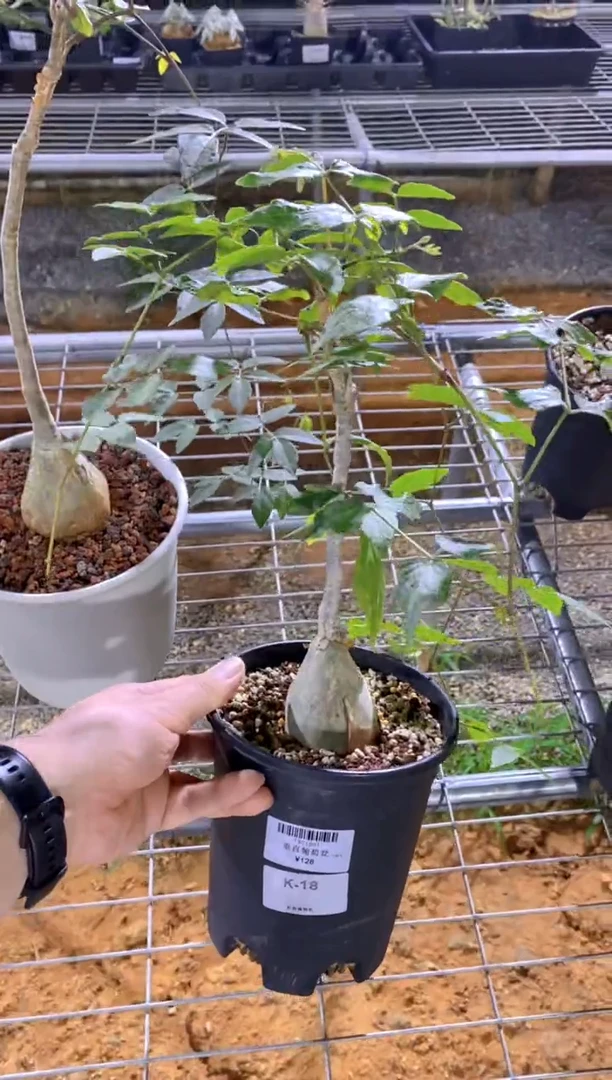 【闪购商品】红陶20CM（含）-50CM（不含）垂直葡萄翁K-18