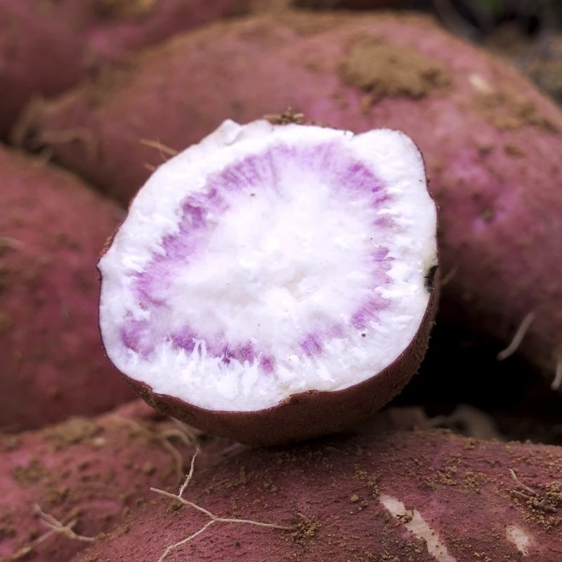 农家自种沙地花心冰淇淋番薯紫心板栗蜜薯地瓜紫薯