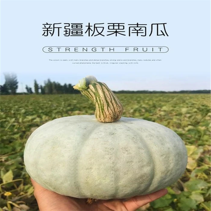 新疆天山银板栗南瓜粉糯香甜营养老少皆宜儿童辅食净重5-6斤包邮