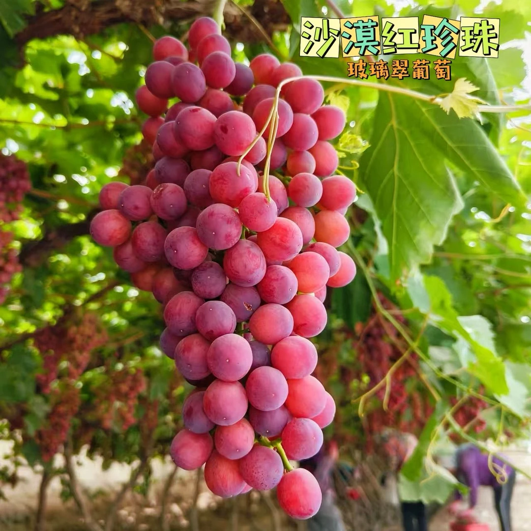 新疆吐鲁番葡萄火焰玻璃脆红提脆甜多汁无核无籽新鲜水果净重4斤
