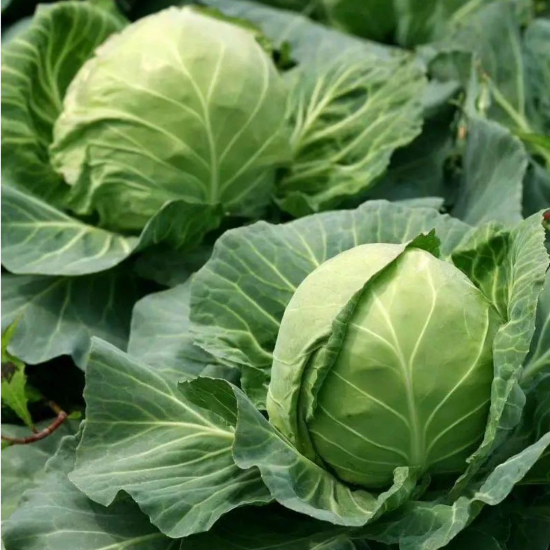 【顺丰包邮】现摘新鲜包菜卷心菜绿甘蓝圆包菜时令蔬菜5斤