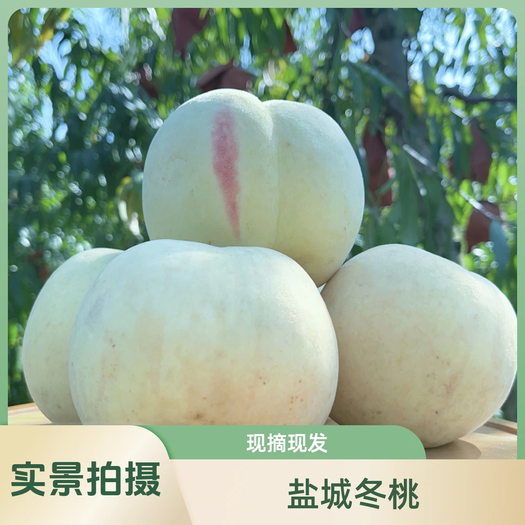 江苏省新坍镇冬桃果园直发桃子现摘现发 酥脆多汁软硬两吃 家庭装