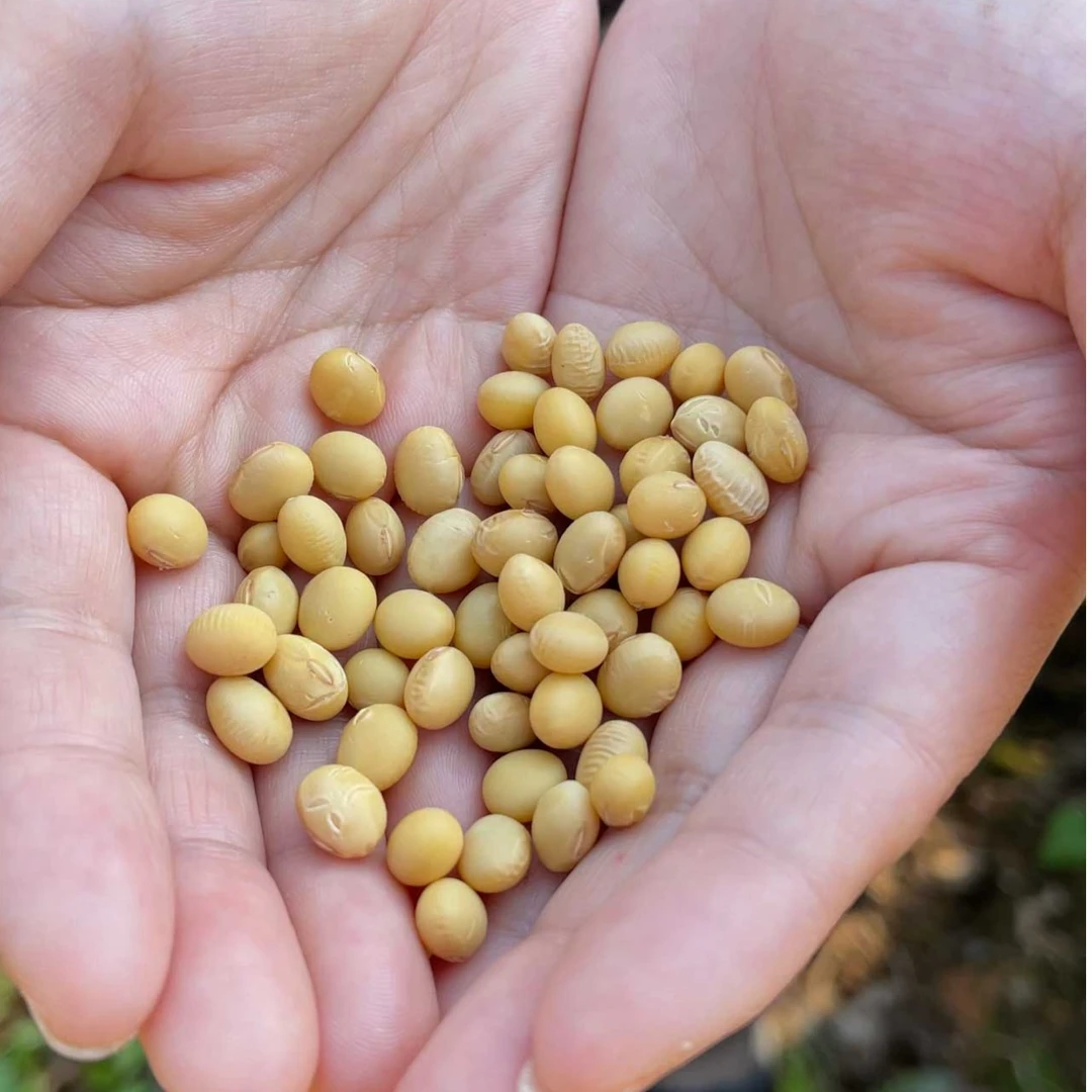 福建农村老品种优质土黄豆3斤装5斤装煲汤豆浆磨豆腐必备