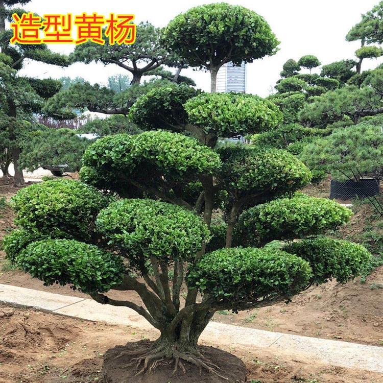 黄杨造型树 黄杨树苗 黄杨老桩盆景 瓜子黄杨 黄杨盆栽黄杨树盆景