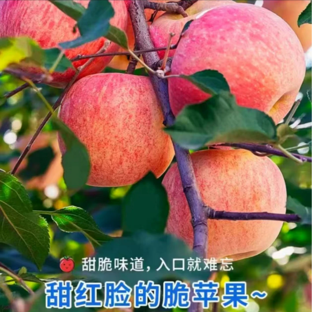 【拍五斤送五斤】正宗烟台栖霞红富士苹果不打蜡皮薄脆甜带箱9-10斤