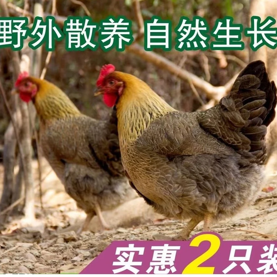 正宗广东清远鸡实惠150天散养麻鸡约2000G肉质靓煲汤鲜美顺丰京东