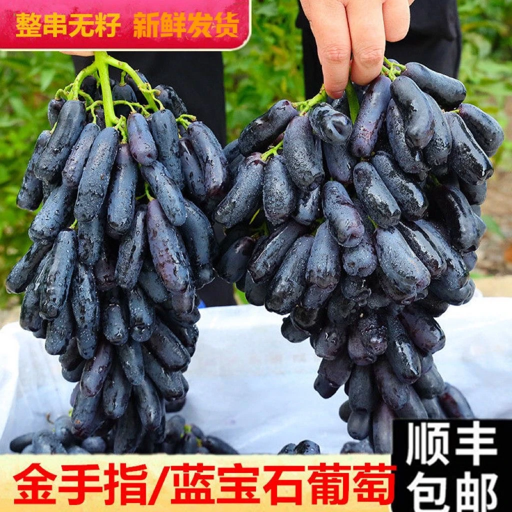 【顺丰包邮】蓝宝石金手指无籽葡萄产地果园现摘现发脆甜多汁