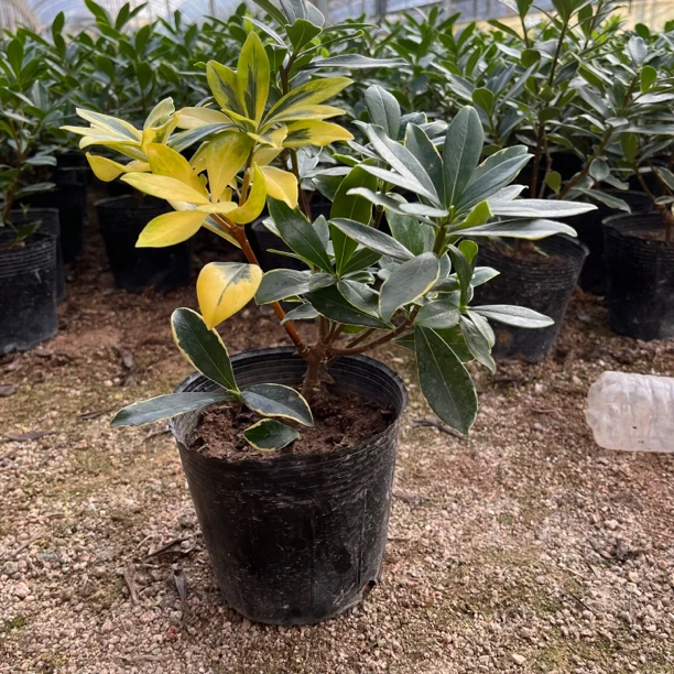 金边瑞香盆栽稀有彩叶开花浓香花卉耐寒植物室内阳台观花绿植盆景