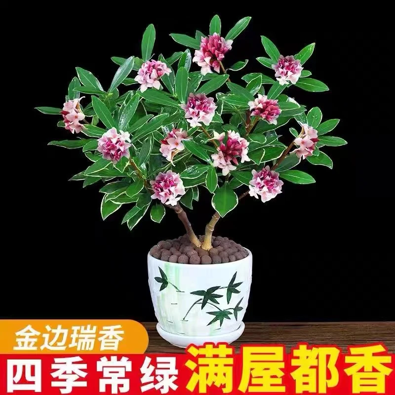 金边瑞香盆栽大苗耐寒植物带花苞浓香型室内阳台观花花卉