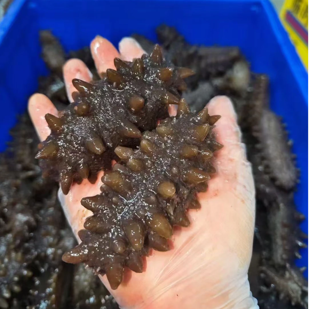 【丽莎小武甄选】俄罗斯深海海域非养殖即食海参1斤13-16根 10-12根