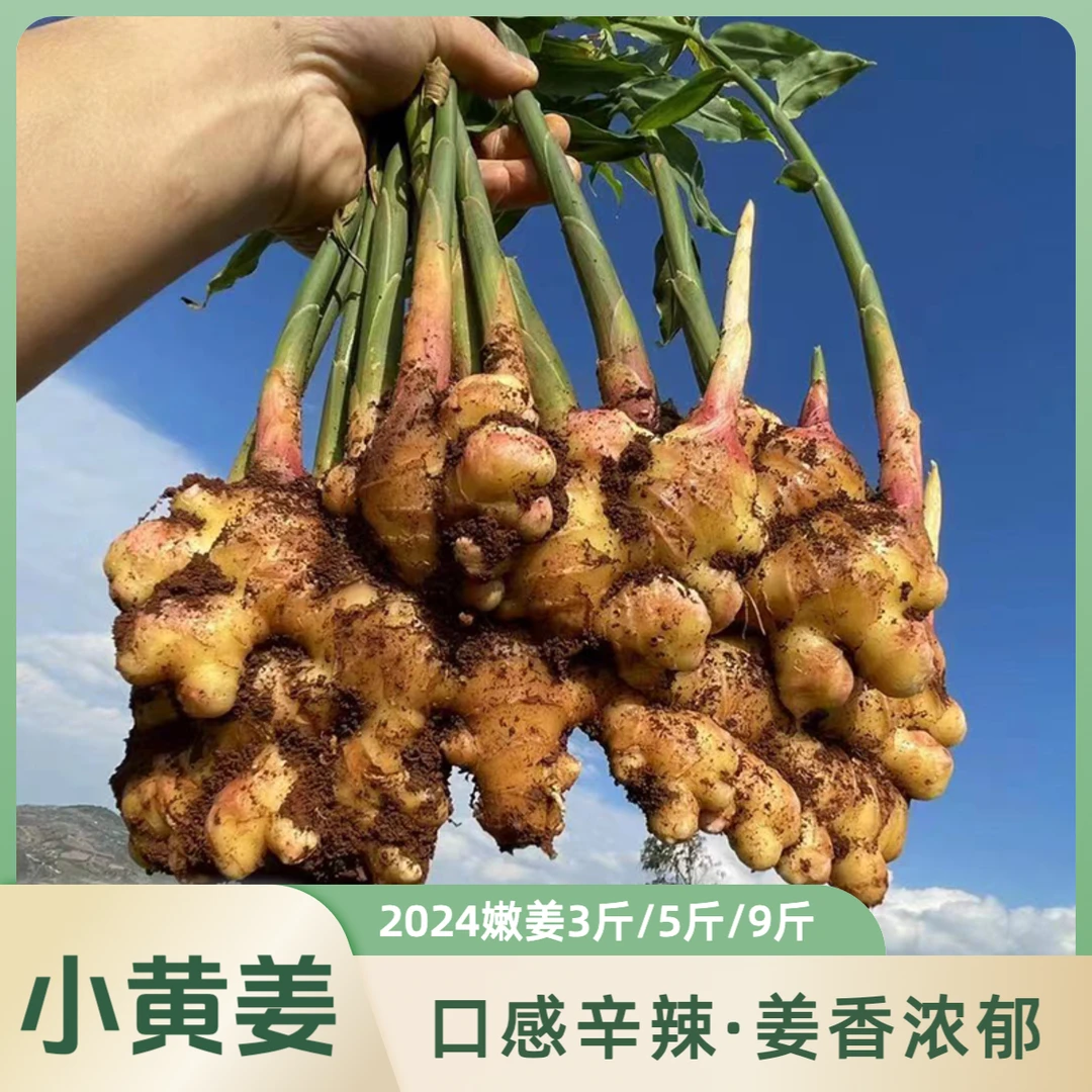 [嫩姜]2024云南高山小黄姜鲜姜生态种植辛辣浓郁山地煲汤新鲜