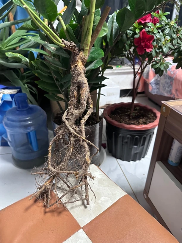 4棵小提根月季、小提根蔷薇～可嫁接各种月季、造型提根