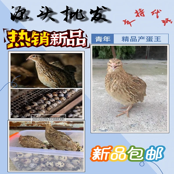 【商品青年鹌鹑】10只宠物鸟鹌鹑包邮白条包邮包活到家