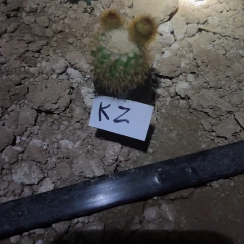 @****扬K2嫁接金妞女巫35块