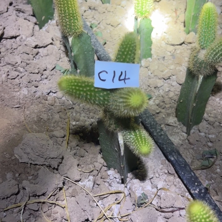 C14嫁接金牛双色45块