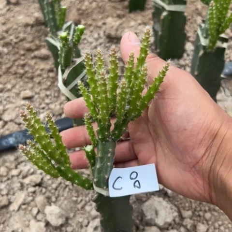 C8嫁接鼠尾令箭糖果25块