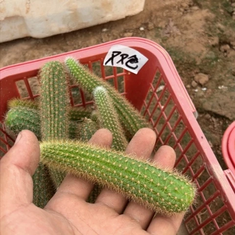 金妞双色侧芽一个10块