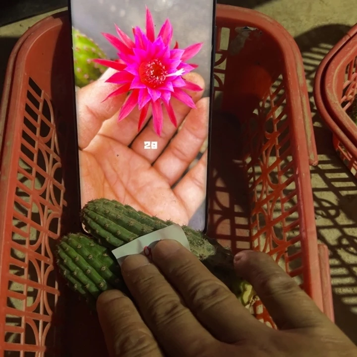 金妞29红侧芽一个10块