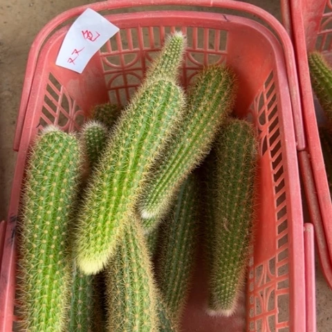 双色金牛侧芽一个10块