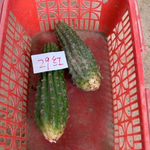 金妞侧芽29红一个10块