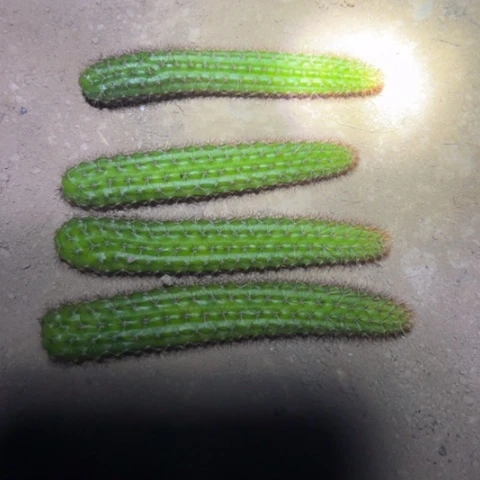 金妞钮扣侧芽一个10块