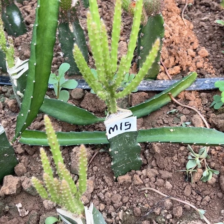 心**水M15嫁接鼠尾令箭XB25块