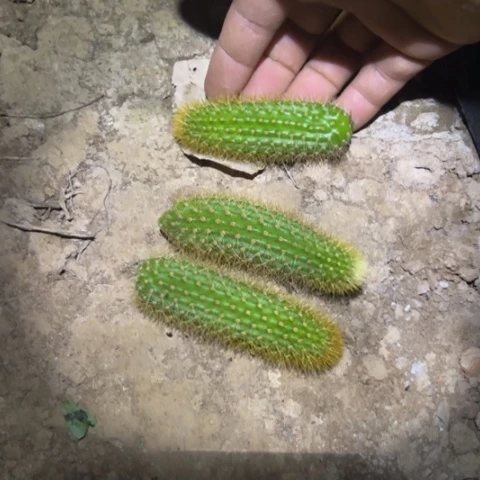 金妞大花双色侧芽10块