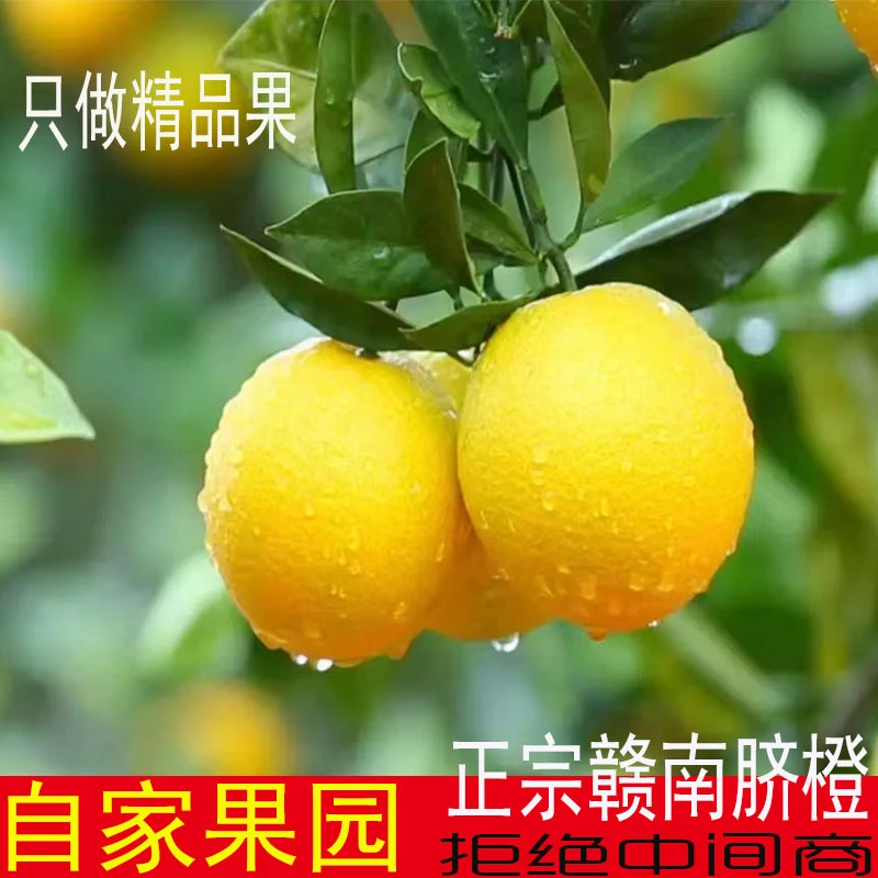 江西正宗赣南脐橙精品新鲜当季水果现摘现发手剥橙子赣州特产包邮