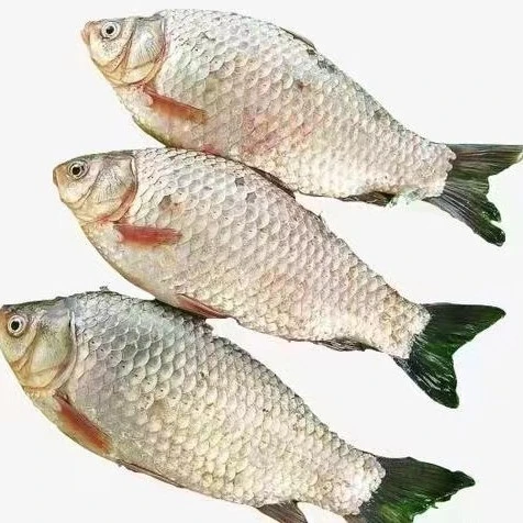 冬捕冷水野生鲫鱼