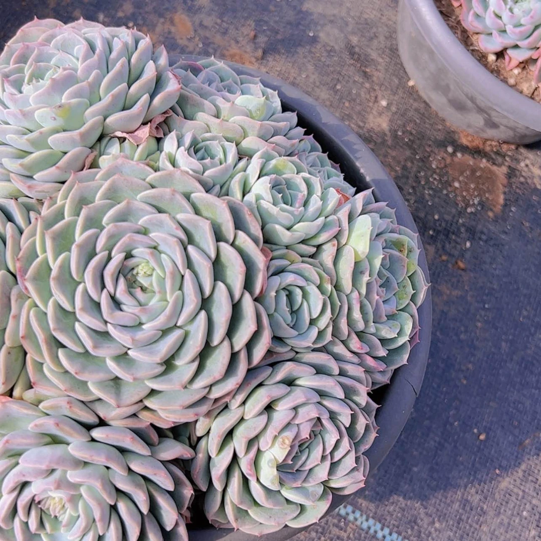 【闪购商品】?*凡21-12