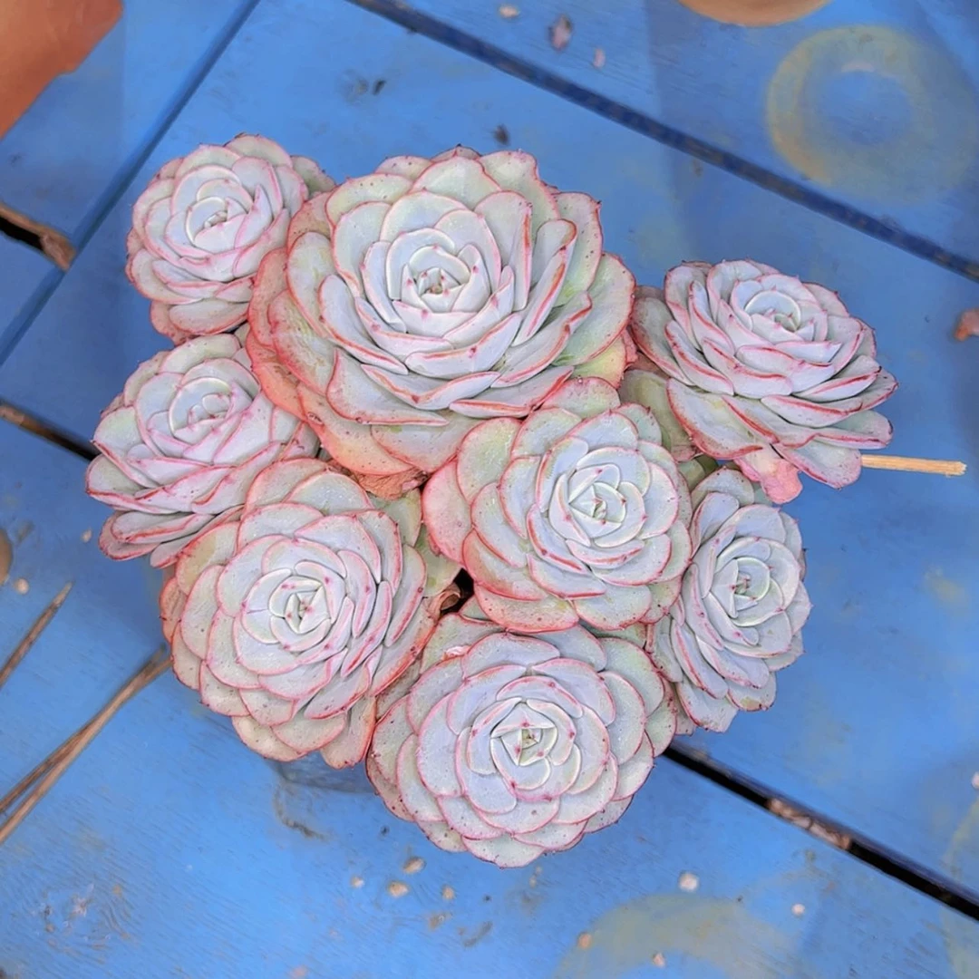 【闪购商品】?****e22-48